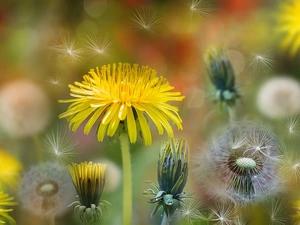 nuns, Achenes, Bokeh, dandelions