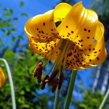 Tiger lily, Yellow Honda, dappled