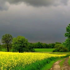 dark, clouds, rape, Way, Field