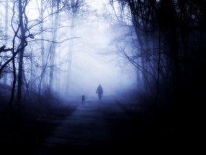 dog, dark, Night, wander, forest