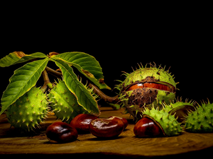 Leaf, chestnut, parings, Dark Background, chestnuts, twig