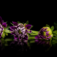 dahlias, Flowers, reflection, Dark Background, Buds, purple