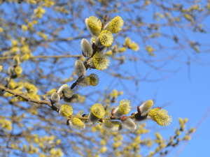 Willow, database, Spring, branch pics