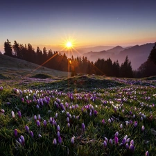 Meadow, Mountains, dawn, crocuses