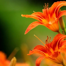 Daylilies, Orange, Flowers