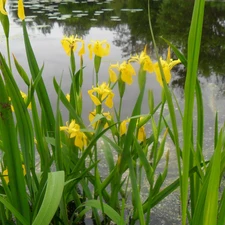 DBZ, water, Irises, growing, Yellow