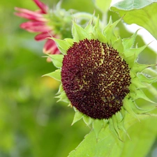 Sunflower, decorated