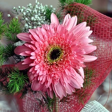 decoration, Pink, Gerbera