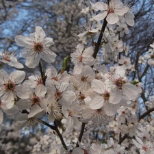 decorative, Flowers, Plums