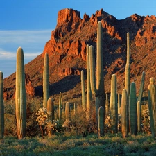 Desert, rocks, Cactus
