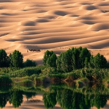 Sand, viewes, Desert, trees