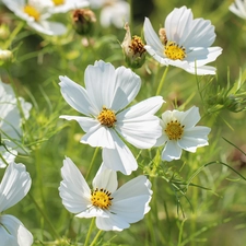 Cosmos, White, Flowers, developed