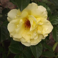 rose, Yellow Honda, developed