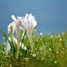 dew, crocuses, grass