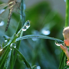 Kid, grass, dew, butterfly