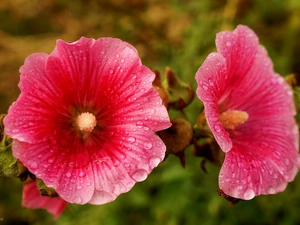 Pink, drops, dew, Hollyhocks