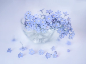 glass, dish, Blue, Flowers, Forget