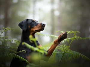 dog, fern, forest, Doberman