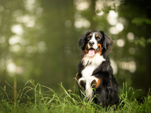 grass, dog, Bernese Mountain Dog