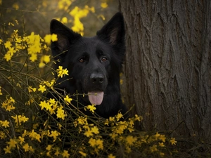 trees, Flowers, Black German Shepherd Dog, muzzle, dog