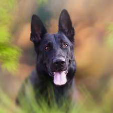 background, graphics, Black German Shepherd Dog, fuzzy, dog