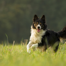 gear, grass, black and white, Border Collie, dog