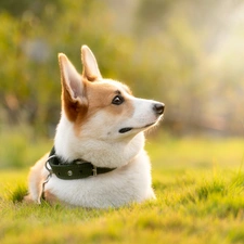 dog-collar, Bokeh, Welsch corgi pembroke, grass, dog