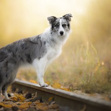 ##, Border Collie, dog