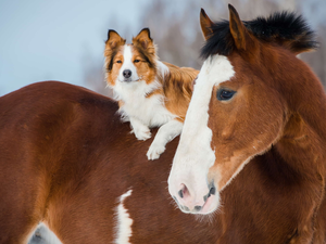 Border Collie, Horse, dog