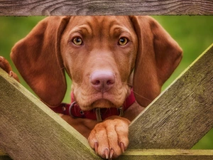 muzzle, dog-collar, Hungarian Shorthaired Pointer, Fance, dog