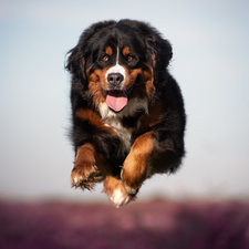 running, Bernese Mountain Dog, jump, dog