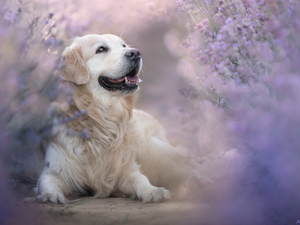 Golden Retriever, lying, dog
