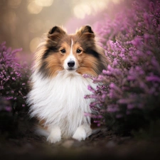 heathers, shetland Sheepdog, dog