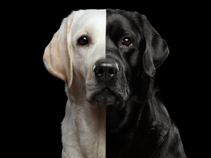 dark, background, Labrador Retriever, black and white, dog