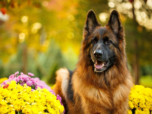 Flowers, Chrysanthemums, Long Haired German Shepherd, muzzle, dog