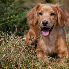 lying, Puppy, grass, dog