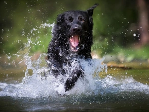 Black German Shepherd Dog, Splashing, water, dog