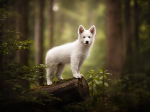 Puppy, White, snag, forest, White Swiss Shepherd, dog