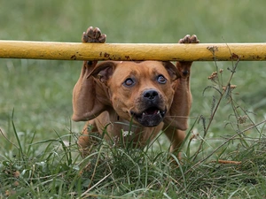 grass, dog, Staffordshire Bull Terrier