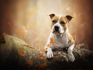 Stone, dog, Staffordshire Bull Terrier