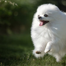 White, dog, Toy Spitz, cheerful