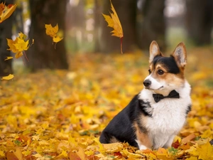 Leaf, dog, Welsh corgi cardigan