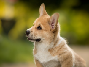muzzle, dog, Welsh corgi pembroke