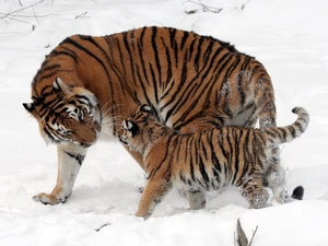 snow, tigress, little doggies