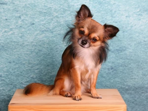 Long-haired Chihuahua, doggy