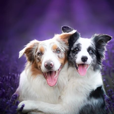 Border Collie, lavender, Dogs, Two cars, smiling