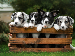 Black and white, four, box, grass, puppies, Dogs