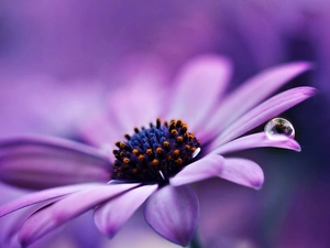 drop, Violet, Gerbera