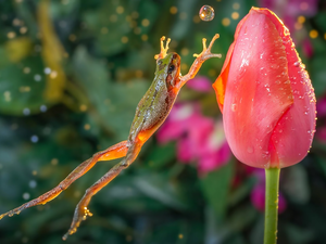tulip, drop, water, strange frog