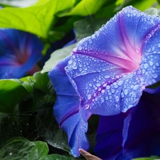 drops, blue, bindweed